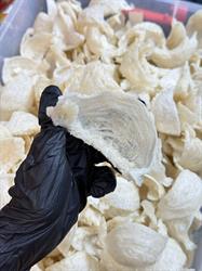 Tổ yến non là gì? Mách bạn cách phân biệt tổ yến non và tổ yến già.