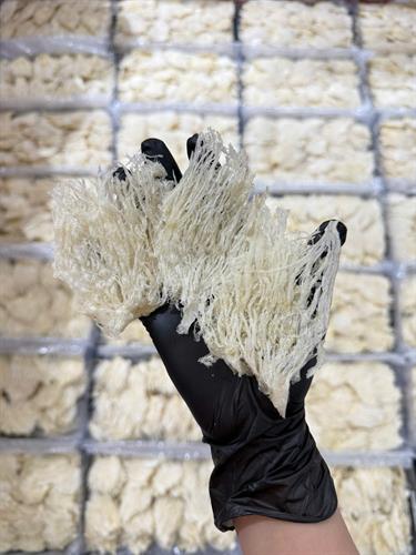 Chân Yến Sợi Rút Lông (Loại 1)