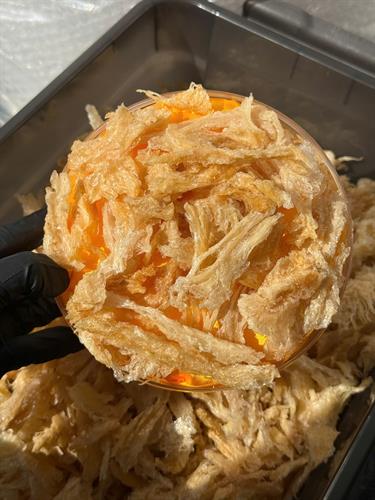 Chân Cụt Hồng Yến